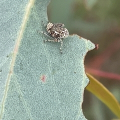 Brunotartessus fulvus at Ainslie, ACT - 4 Mar 2023