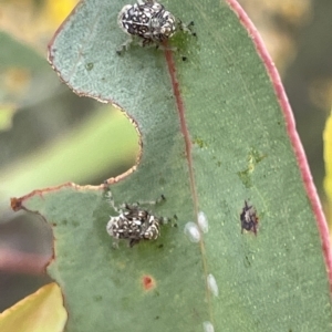 Brunotartessus fulvus at Ainslie, ACT - 4 Mar 2023