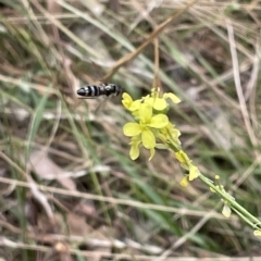 Syrphini sp. (tribe) (Unidentified syrphine hover fly) at Ainslie, ACT - 4 Mar 2023 by Hejor1