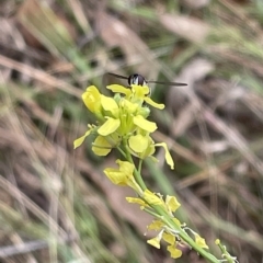 Syrphini sp. (tribe) at Ainslie, ACT - 4 Mar 2023