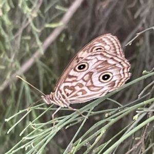 Geitoneura acantha at Ainslie, ACT - 4 Mar 2023 01:05 PM