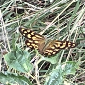 Heteronympha paradelpha at Ainslie, ACT - 4 Mar 2023