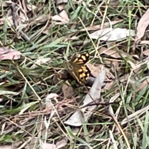 Heteronympha paradelpha at Ainslie, ACT - 4 Mar 2023