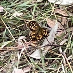 Heteronympha paradelpha at Ainslie, ACT - 4 Mar 2023