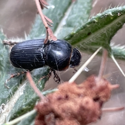 Acrossidius tasmaniae (Black-headed pasture cockchafer) at Ainslie, ACT - 4 Mar 2023 by Hejor1