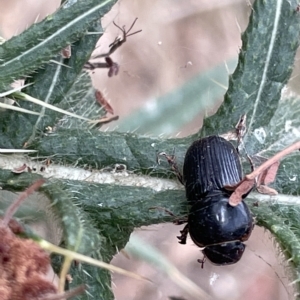 Acrossidius tasmaniae at Ainslie, ACT - 4 Mar 2023 01:13 PM