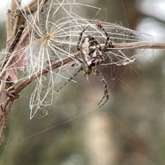 Plebs bradleyi (Enamelled spider) at Ainslie, ACT - 4 Mar 2023 by Hejor1