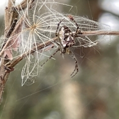 Plebs bradleyi (Enamelled spider) at Mount Ainslie - 4 Mar 2023 by Hejor1