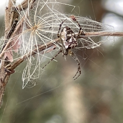 Plebs bradleyi (Enamelled spider) at Mount Ainslie - 4 Mar 2023 by Hejor1