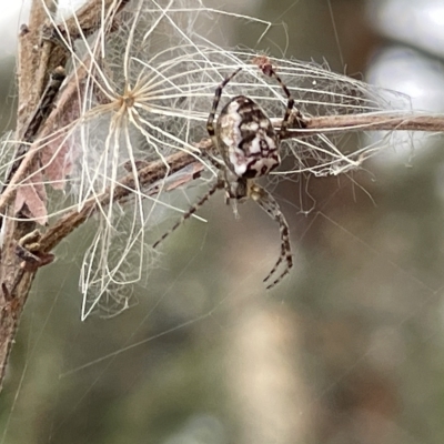 Plebs bradleyi (Enamelled spider) at Ainslie, ACT - 4 Mar 2023 by Hejor1