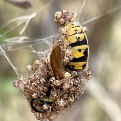 Vespula germanica (European wasp) at Ainslie, ACT - 4 Mar 2023 by Hejor1