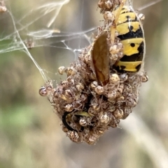 Vespula germanica at Ainslie, ACT - 4 Mar 2023