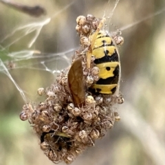 Vespula germanica at Ainslie, ACT - 4 Mar 2023 01:36 PM