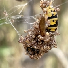 Vespula germanica at Ainslie, ACT - 4 Mar 2023