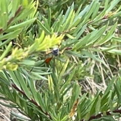 Ichneumonidae (family) (Unidentified ichneumon wasp) at Ainslie, ACT - 4 Mar 2023 by Hejor1