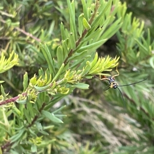 Ichneumonidae (family) at Ainslie, ACT - 4 Mar 2023