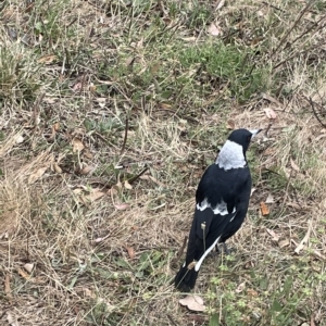 Gymnorhina tibicen at Ainslie, ACT - 4 Mar 2023