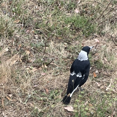 Gymnorhina tibicen (Australian Magpie) at Ainslie, ACT - 4 Mar 2023 by Hejor1