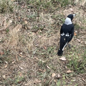 Gymnorhina tibicen at Ainslie, ACT - 4 Mar 2023