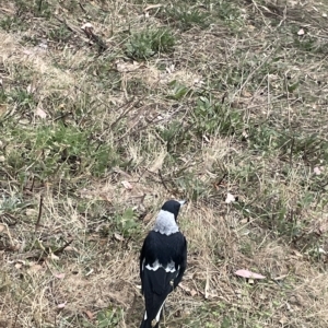 Gymnorhina tibicen at Ainslie, ACT - 4 Mar 2023