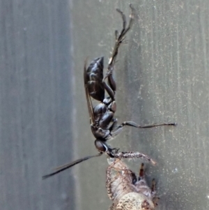 Pompilidae (family) at Cook, ACT - suppressed