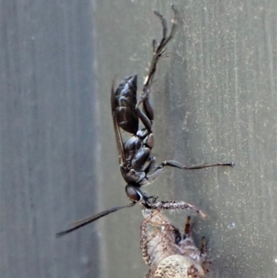 Pompilidae (family) (Unidentified Spider wasp) at Cook, ACT - 2 Mar 2023 by CathB