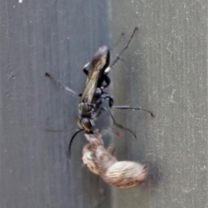 Pompilidae (family) at Cook, ACT - suppressed