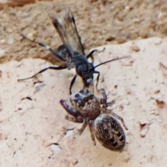 Pompilidae (family) at Cook, ACT - suppressed