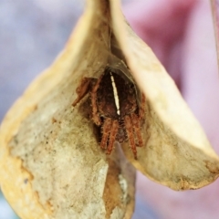 Hortophora sp. (genus) (Garden orb weaver) at Aranda Bushland - 2 Mar 2023 by CathB