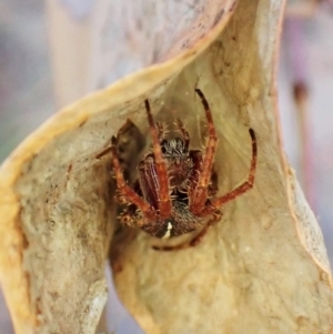 Hortophora sp. (genus) at Aranda, ACT - 3 Mar 2023