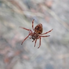 Hortophora sp. (genus) at Aranda, ACT - 3 Mar 2023