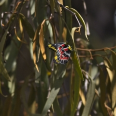 Delias harpalyce (Imperial Jezebel) at Belconnen, ACT - 4 Mar 2023 by Trevor