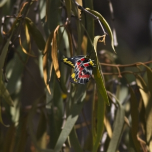 Delias harpalyce at Belconnen, ACT - 4 Mar 2023 01:15 PM