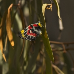 Delias harpalyce at Belconnen, ACT - 4 Mar 2023 01:15 PM