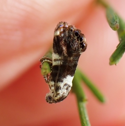 Eupselia aristonica (A Twig Moth) at Cook, ACT - 4 Mar 2023 by CathB