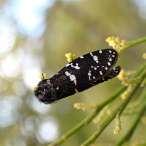 Psychanisa baliodes at Cook, ACT - 5 Mar 2023 08:36 AM