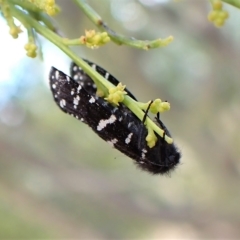 Psychanisa baliodes at Cook, ACT - 5 Mar 2023 08:36 AM