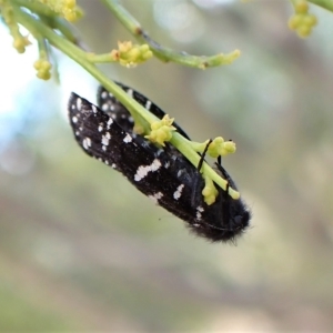 Psychanisa baliodes at Cook, ACT - 5 Mar 2023 08:36 AM