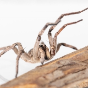 Portacosa cinerea at Jerrabomberra, NSW - 3 Mar 2023