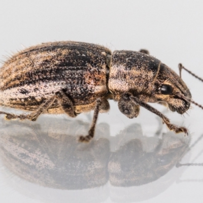 Naupactus leucoloma (White-fringed weevil) at Jerrabomberra, NSW - 3 Mar 2023 by MarkT