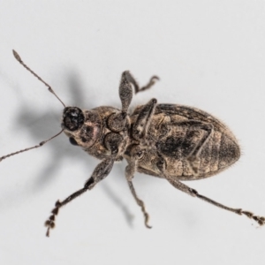 Naupactus leucoloma at Jerrabomberra, NSW - 3 Mar 2023