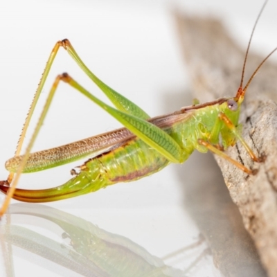 Conocephalomima barameda (False Meadow Katydid, Barameda) at Jerrabomberra, NSW - 3 Mar 2023 by MarkT