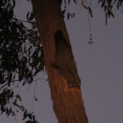 Petaurus norfolcensis (Squirrel Glider) at Tarcutta, NSW - 4 Mar 2023 by TomW