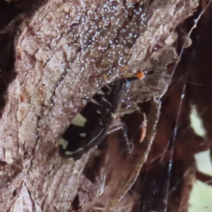 Porismus strigatus at Kambah, ACT - 4 Mar 2023