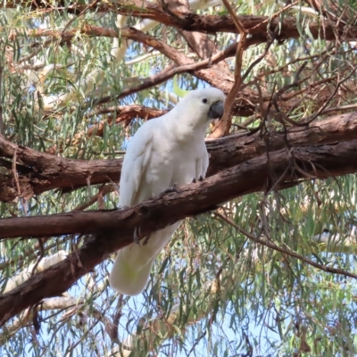 Cacatua galerita (Sulphur-crested Cockatoo) at Kambah, ACT - 4 Mar 2023 by MatthewFrawley