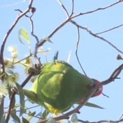 Glossopsitta concinna (Musk Lorikeet) at Arapiles, VIC - 1 Oct 2022 by TomW