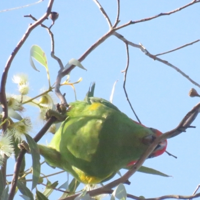 Glossopsitta concinna (Musk Lorikeet) at Arapiles, VIC - 1 Oct 2022 by BenW