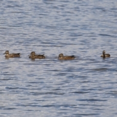 Spatula rhynchotis (Australasian Shoveler) at Dunlop, ACT - 4 Mar 2023 by RodDeb