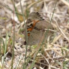 Junonia villida (Meadow Argus) at West Belconnen Pond - 4 Mar 2023 by RodDeb