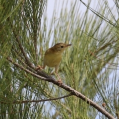 Cisticola exilis (Golden-headed Cisticola) at Dunlop, ACT - 4 Mar 2023 by RodDeb